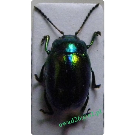 Chrysolina fastuosa (Scopoli, 1763) Złotka jasnotowa